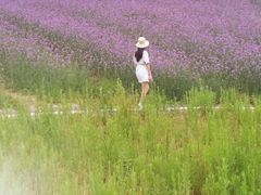 -大塘金香草谷