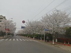 -高东镇樱花园