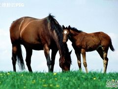 -松声马术俱乐部