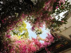 -深圳国际园林花卉博览园