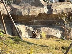 -武汉动物园