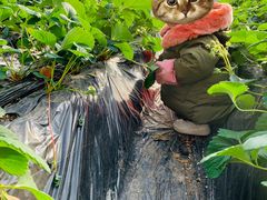 -昌平兴寿秀秀草莓采摘园