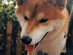 -柴犬高等学院·狗咖·柴犬售卖·宠物训练