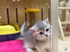 -momokira米努特·德文卷毛猫·棉花面纱犬