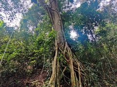 -西双版纳基诺山寨