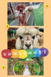 -萌宠亲子动物乐园(槐房万达店)