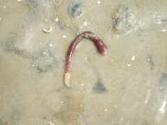 -北海金海湾红树林生态旅游区