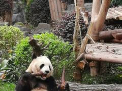 熊猫-成都大熊猫繁育研究基地