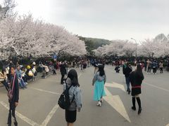 -武汉大学-樱园