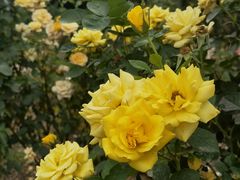 -国家植物园南园