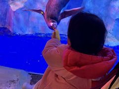 -芜湖新华联大白鲸海洋公园