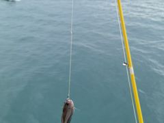 -小猫钓鱼海钓俱乐部(椰梦长廊店)