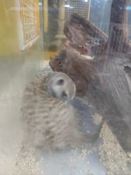 -神奇动物撸宠馆·羊驼·小浣熊·异宠(豫园店)