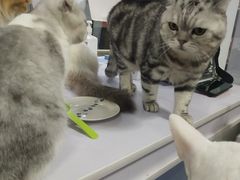 -喵的天空名猫咖啡馆·撸猫·猫舍·用品