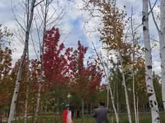 -绥化市森林植物园