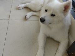 -怪兽屋·羊驼·猫咖·狗咖(俊华广场店)