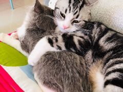 -猫大福·Fortune Cat猫舍(百子湾店)