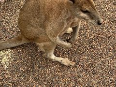 -费瑟代尔野生动物园