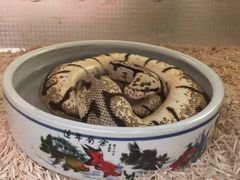 -上海大自然野生昆虫馆(东方明珠·爬宠昆虫探索中心)