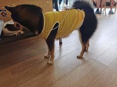 -南京Hallo宠物乐园·哈罗犬舍·柴犬繁育基地