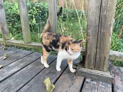 -合肥滨湖国家森林公园