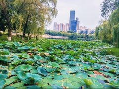 -后襄河公园