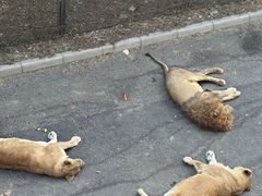 -大连森林动物园