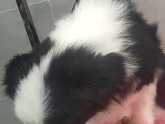 -宠福鑫康馨动物医院·骨科·眼科