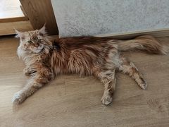 -猫腻·猫咖·撸猫馆(星光大道店)