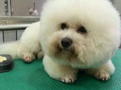 -神采飞扬宠物美容(香港路店)
