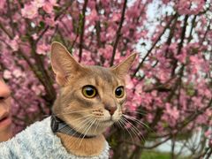-欣宠猫屋·矮脚拿破仑·蓝金金渐层