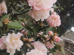 -花溪公园