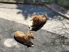 -大连森林动物园