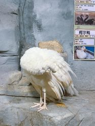 -Zoolung Zoolung动物主题公园(海信广场店)