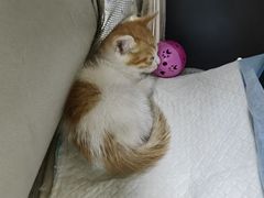 -艾贝尔宠物医院·狂犬免疫点(江山金象城店)