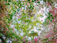 -深圳国际园林花卉博览园