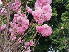 -天适樱花悠乐园