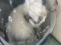 -博特宠物医院24h犬猫全科.骨科·异宠