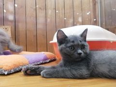 -龟与熊猫宠物公园(南坪店)