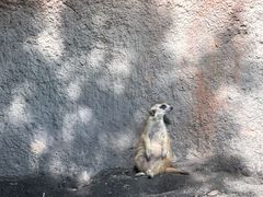 -奥兰多迪士尼动物王国乐园