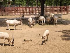 -石家庄市动物园