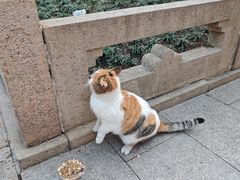 -龙华素斋(龙华路店)