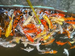 -正佳雨林生态植物园