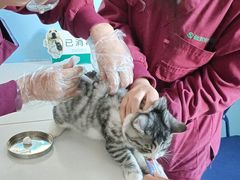 -瑞派福兴宠物医院犬猫全科·骨科·中西医结合(河东店)