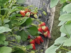 -小鱼草莓采摘园农家乐·小鱼餐厅