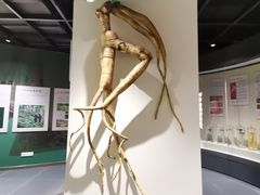 -广东中医药博物馆