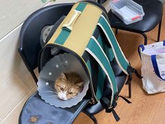 -北京观赏动物医院·24小时大型综合·猫专科·异宠专科
