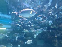 -海合安成都极地海洋公园