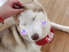 -Husky Go! 哈士奇体验馆·宠物咖啡厅狗咖