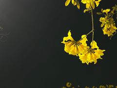 -洲头咀公园
